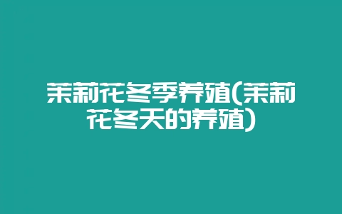 茉莉花冬季养殖(茉莉花冬天的养殖)-会东网