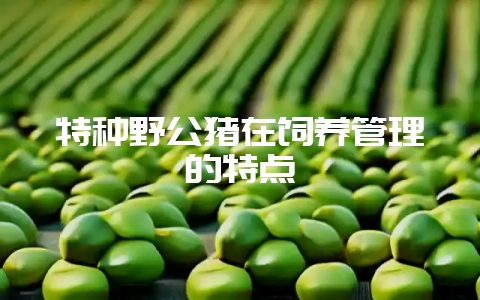 特种野公猪在饲养管理的特点-会东网