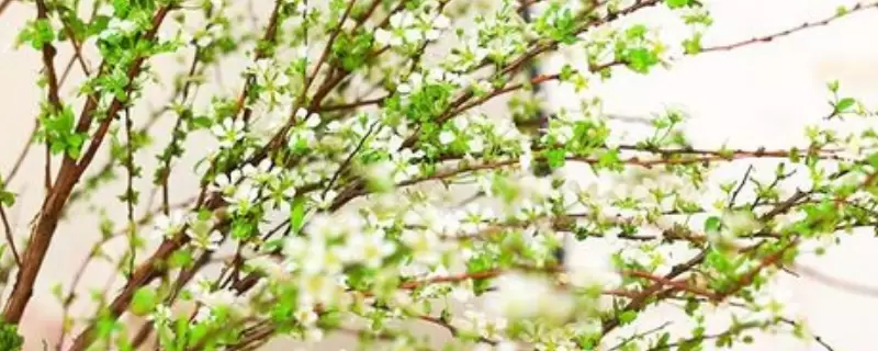 雪柳干枝开过花就报废了吗-会东网
