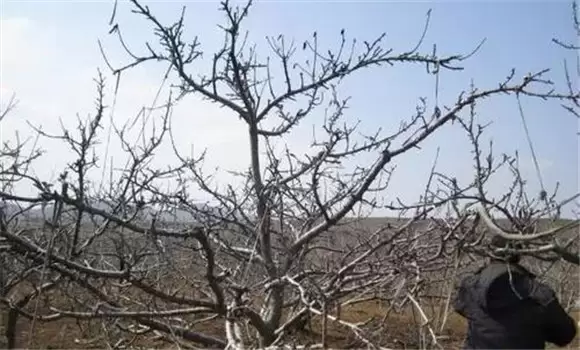 甜樱桃整形修剪方法-会东网