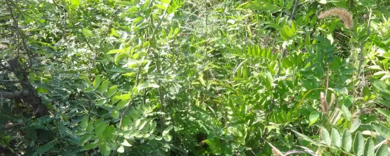 种植皂角树的效益，利润可观具有多种用途-会东网