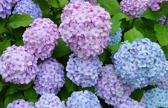绣球花的花期是什么时候?-会东网