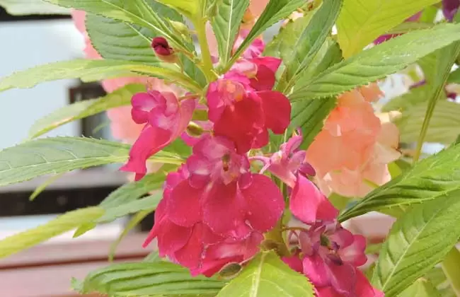 凤仙花的生长过程图解-会东网
