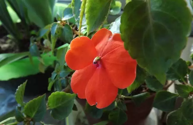 非洲凤仙花有毒吗?-会东网
