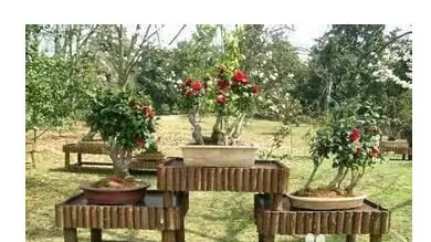 山茶花如何种植 山茶花养殖技巧-会东网