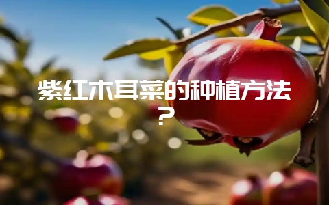 紫红木耳菜的种植方法？-会东网