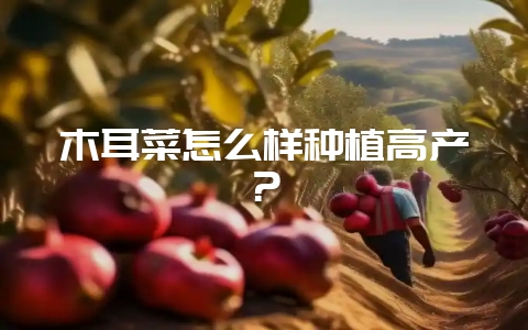 木耳菜怎么样种植高产？-会东网