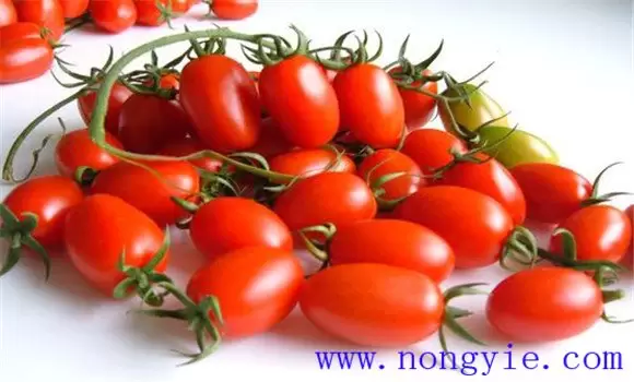圣女果和西红柿的区别在哪里？-会东网