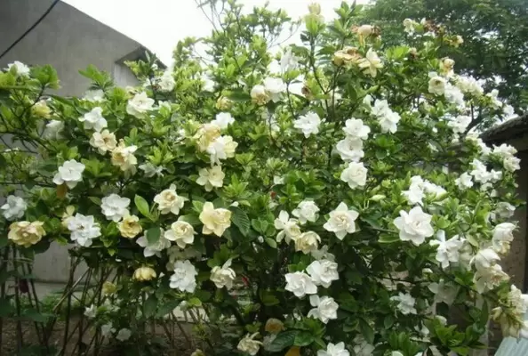 小栀子花的养殖方法-会东网