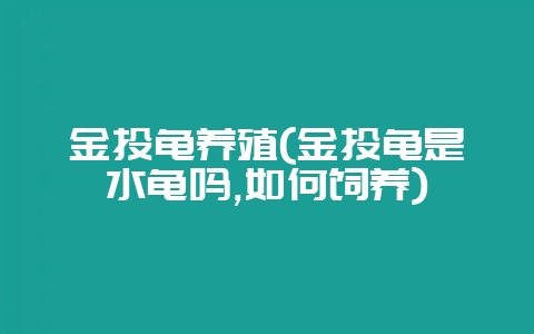 金头龟养殖(金头龟是水龟吗,如何饲养)-会东网