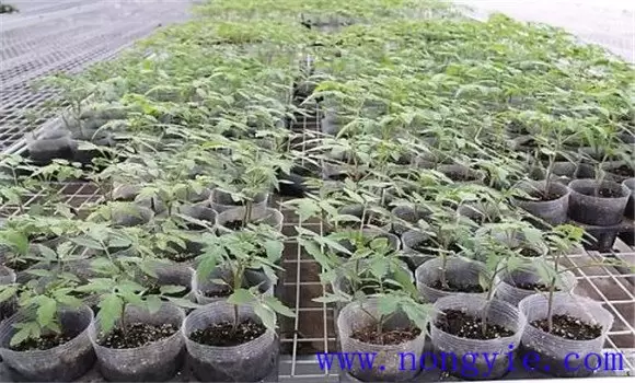 大棚番茄早熟高产栽培方法-会东网