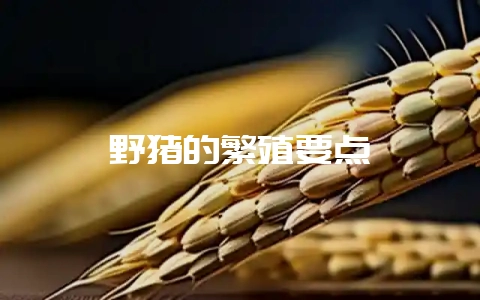 野猪的繁殖要点-会东网