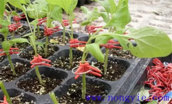 茄子嫁接育苗技术要点,以及嫁接后如何管理-会东网