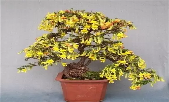 锦鸡儿盆景的养护管理-会东网