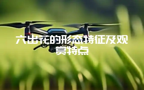 六出花的形态特征及观赏特点-会东网