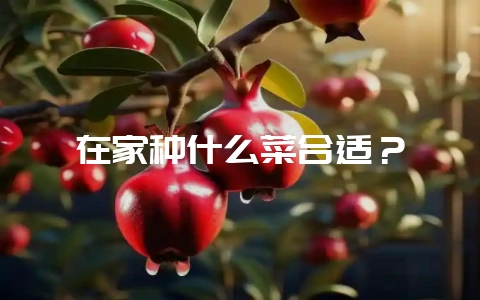 在家种什么菜合适?-会东网