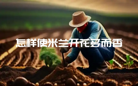 怎样使米兰开花多而香-会东网