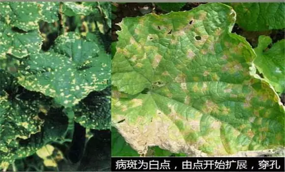 黄瓜细菌性角斑病预防与防治方法-会东网
