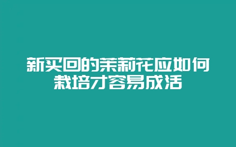 新买回的茉莉花应如何栽培才容易成活-会东网
