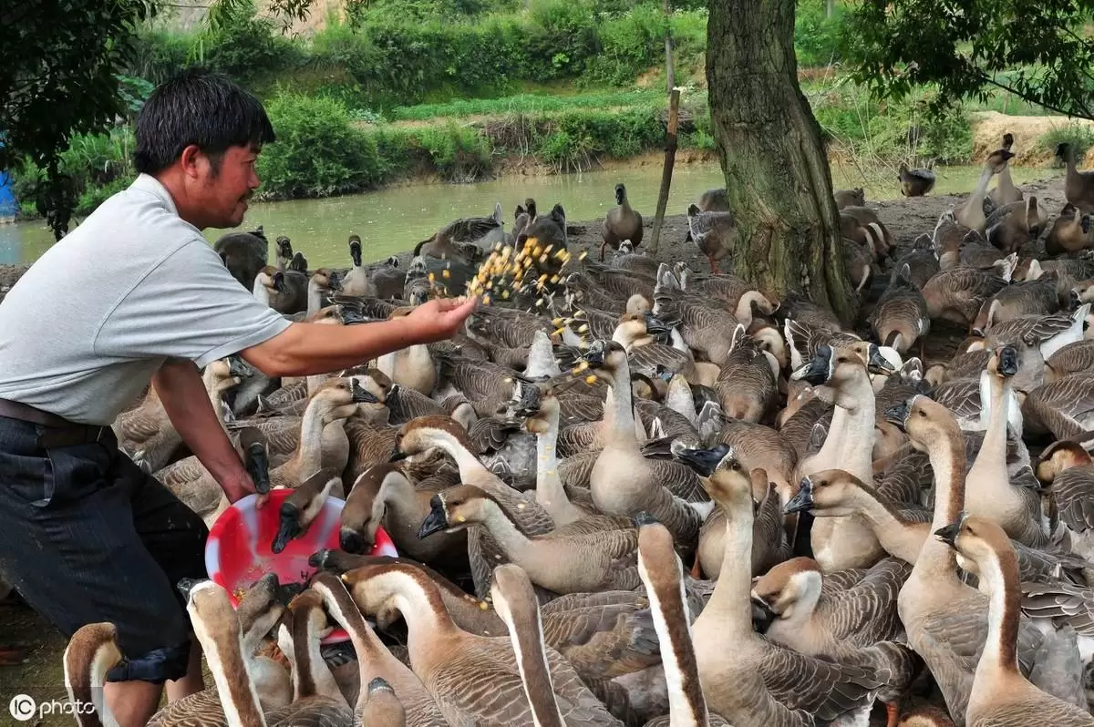 养殖的技术，与技巧 元老师随时在线-会东网