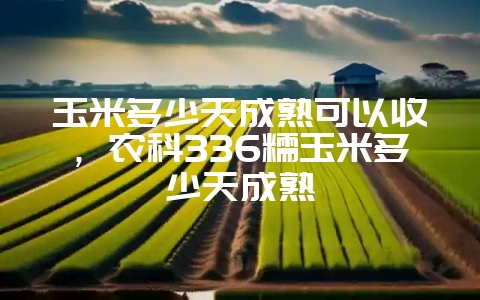 玉米多少天成熟可以收,农科336糯玉米多少天成熟插图 玉米多少天成熟可以收,农科336糯玉米多少天成熟插图