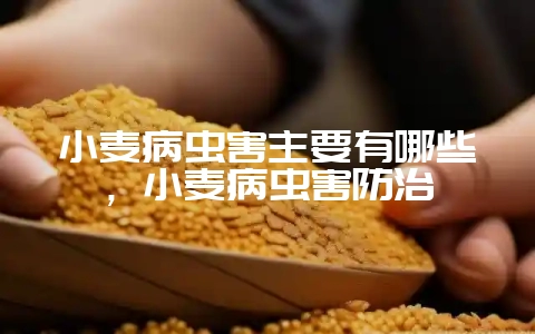 小麦病虫害主要有哪些，小麦病虫害防治-会东网