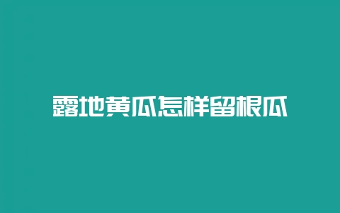 露地黄瓜怎样留根瓜-会东网