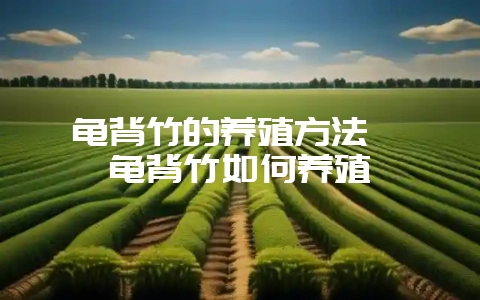 龟背竹的养殖方法  龟背竹如何养殖-会东网