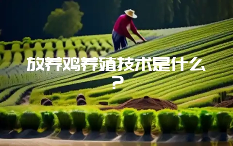 放养鸡养殖技术是什么？-会东网