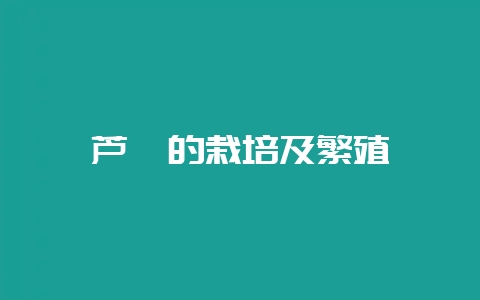 芦荟的栽培及繁殖-会东网