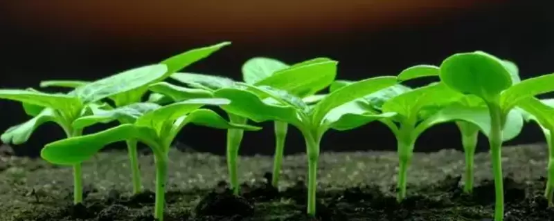 种子发芽后出现发黄现象的原因-会东网