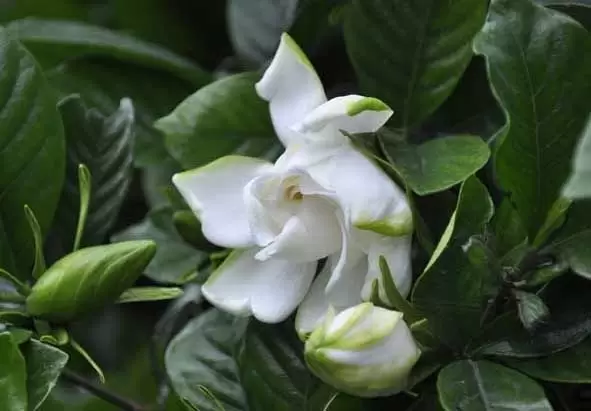 栀子花怎么养最好?-会东网