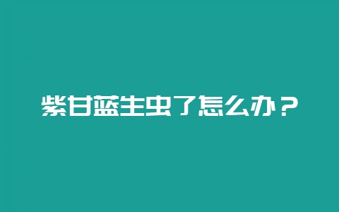 紫甘蓝生虫了怎么办？-会东网