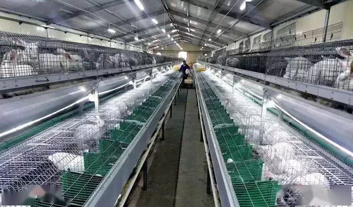优质肉兔养殖标准之第一部分 兔场的建筑与规划-会东网