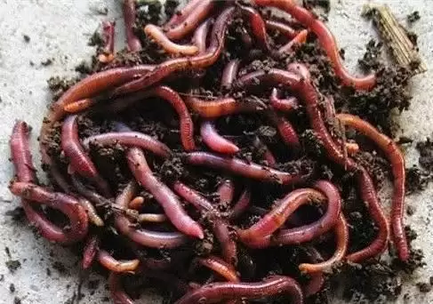 蚯蚓的养殖技巧-会东网