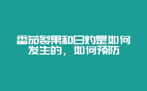 番茄裂果和日灼是如何发生的，如何预防-会东网