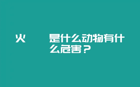 火蝾螈是什么动物有什么危害？-会东网