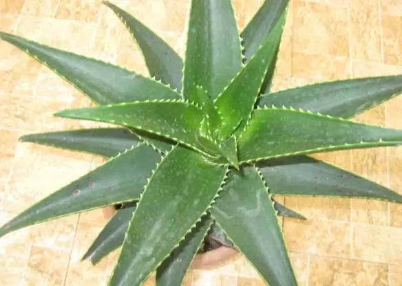 芦荟怎么浇水?-会东网