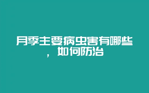 月季主要病虫害有哪些,如何防治-会东网