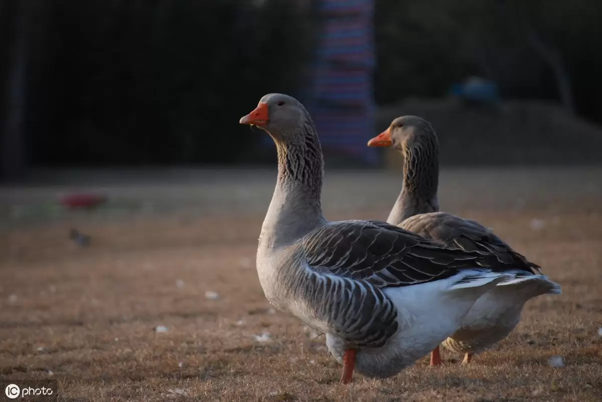浆膜炎的症状与治疗-会东网