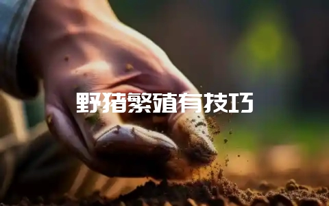野猪繁殖有技巧-会东网