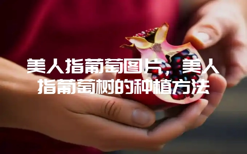 美人指葡萄图片，美人指葡萄树的种植方法-会东网