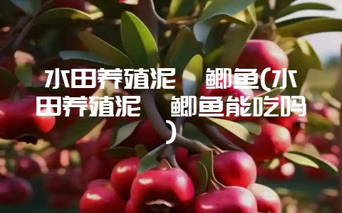 水田养殖泥鳅鲫鱼(水田养殖泥鳅鲫鱼能吃吗)-会东网
