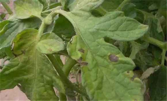 圣女果早疫病有哪些症状 圣女果早疫病打什么药-会东网