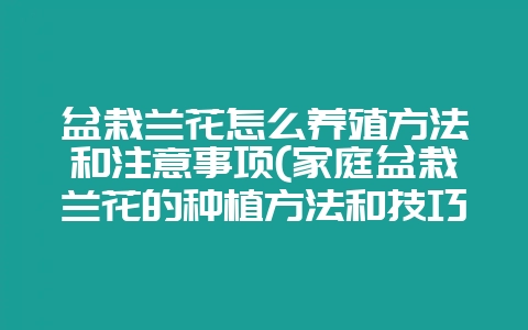 盆栽兰花怎么养殖方法和注意事项(家庭盆栽兰花的种植方法和技巧)-会东网