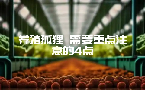 养殖狐狸 需要重点注意的4点-会东网