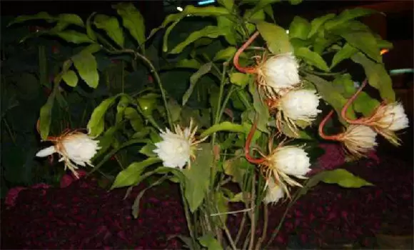 昙花怎么养 掌握三点你能就栽培好昙花-会东网