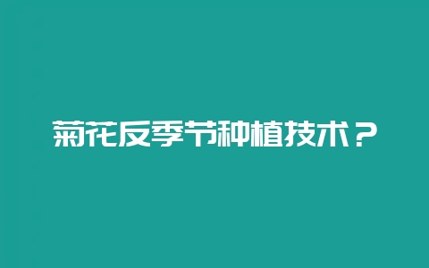 菊花反季节种植技术？-会东网