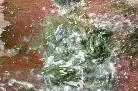鸽子顽固性腹泻,水样粪便的病因和防治-会东网