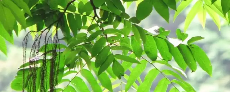 双子叶植物叶片的结构特点-会东网